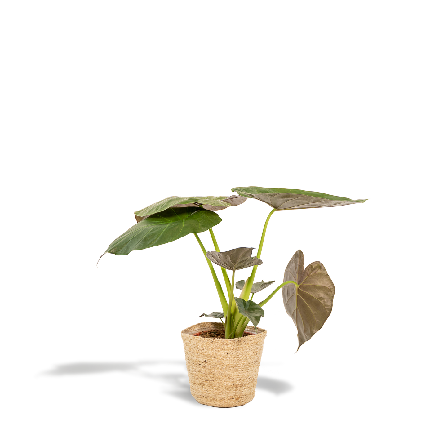 Pfeilblatt - Alocasia Wentii Elefantenohr - Zimmerpflanze im Korb Selin - Ø19cm - Höhe ca. 65cm - Luftreinigende Tropenpflanze