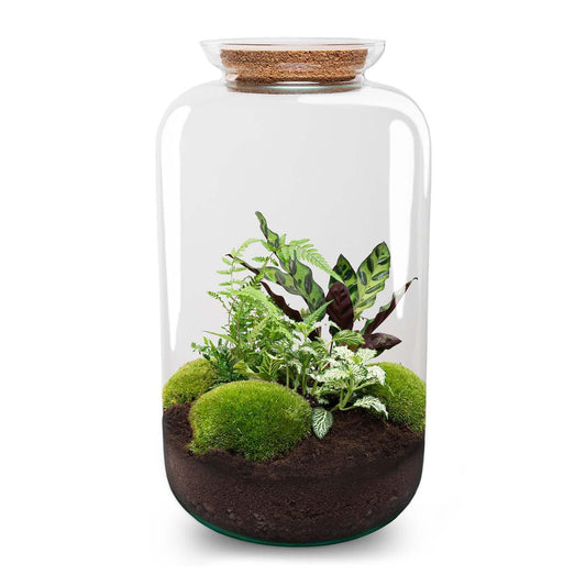 Flaschengarten Botanical Sven XL – DIY Bausatz Terrarium – ↕43cm – Do-It-Yourself Pflanzen-Set mit Korkdeckel – Autarkes Ökosystem – Inkl. Calathea, Fittonia & Moos – Für Zuhause & Büro
