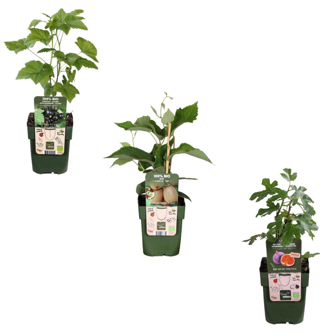 BIO Obstpflanzen Mix Set – Feige, Kiwi, Brombeere – 3 Sorten – "Süßes Ernte Trio" – Pflegeleicht & Fruchtreich
