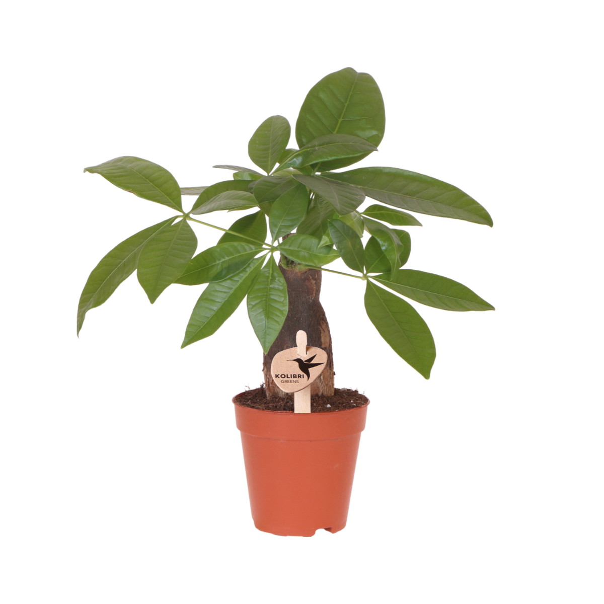 Pachira - Glückskastanie - Zimmerpflanze - Ø9cm