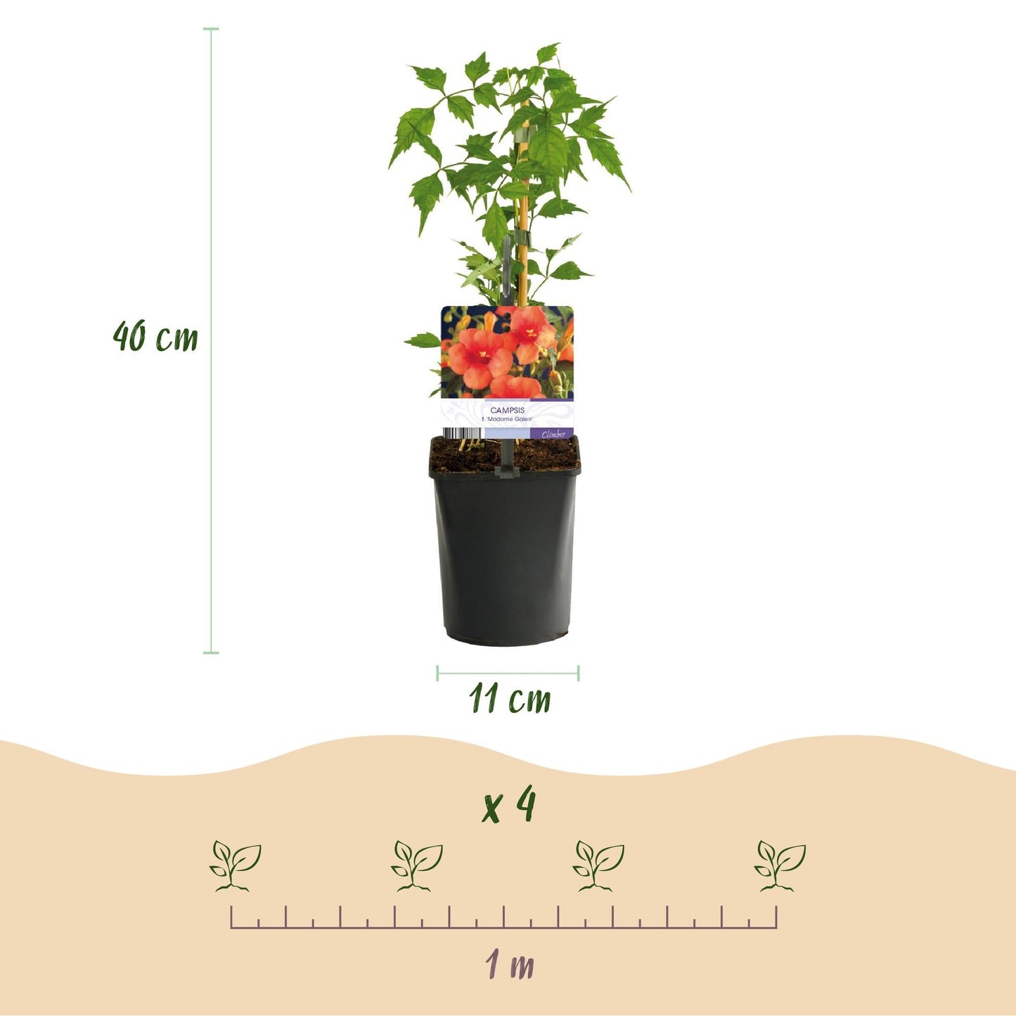 Trompetblume Campsis radicans Madame Galen – Orange Blüten – 2 Pflanzen – 11 cm x H40 cm – Bis 10 m – Pflegeleicht – Ideal für Garten, Balkon & Pergola