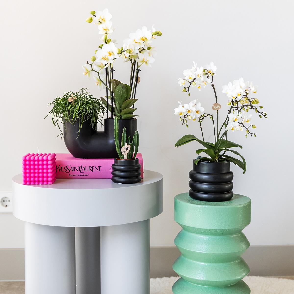 Weiße Phalaenopsis-Orchidee - Lausanne + Blumentopf Schwarz- Topfgröße Ø9cm - Zimmerpflanze