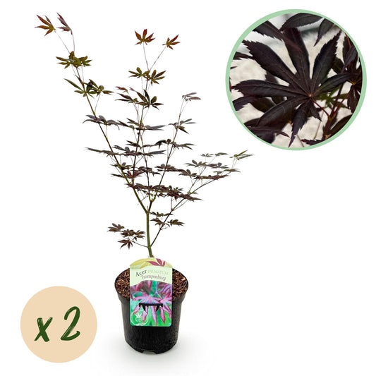 Japanischer Ahorn – Acer palmatum 'Trompenburg' – 2 Pflanzen – ca. 70 cm hoch –  Ø19 cm – dunkelviolette Blätter – Balkon- & Gartenpflanze