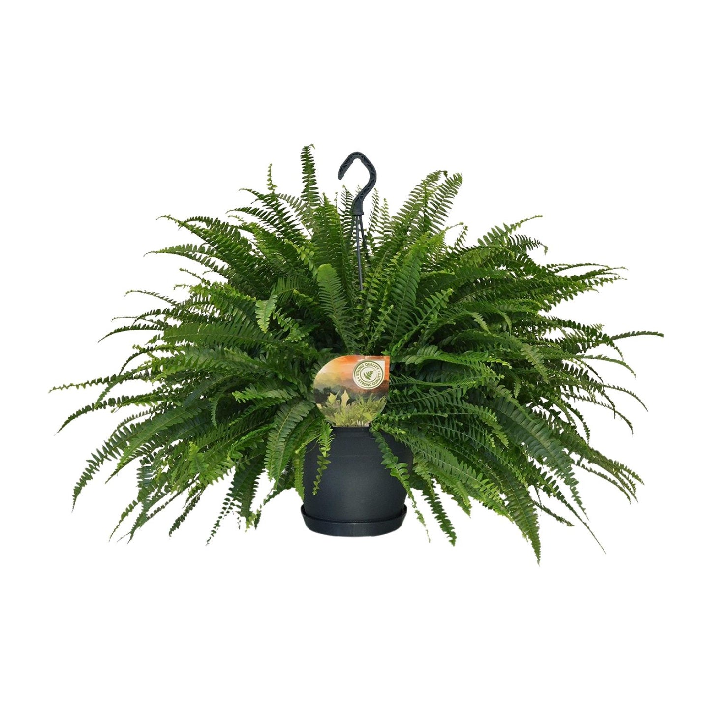 Schwertfarn - Nephrolepis Green Lady - Zimmerpflanze - Ø20cm - ↕60cm