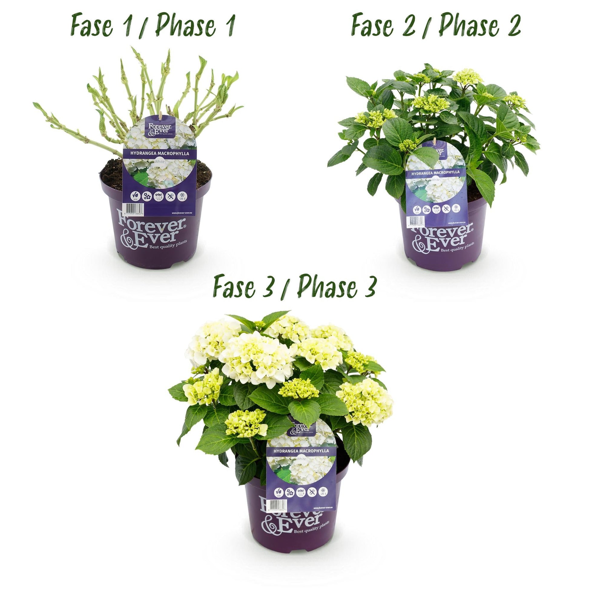 Hydrangea Forever & Ever Weiß – Hortensie im Topf Ø23cm – ↕55cm – 2 Pflanzen – Winterhart & reichblühend – Balkon & Garten – 7–12 Blüten