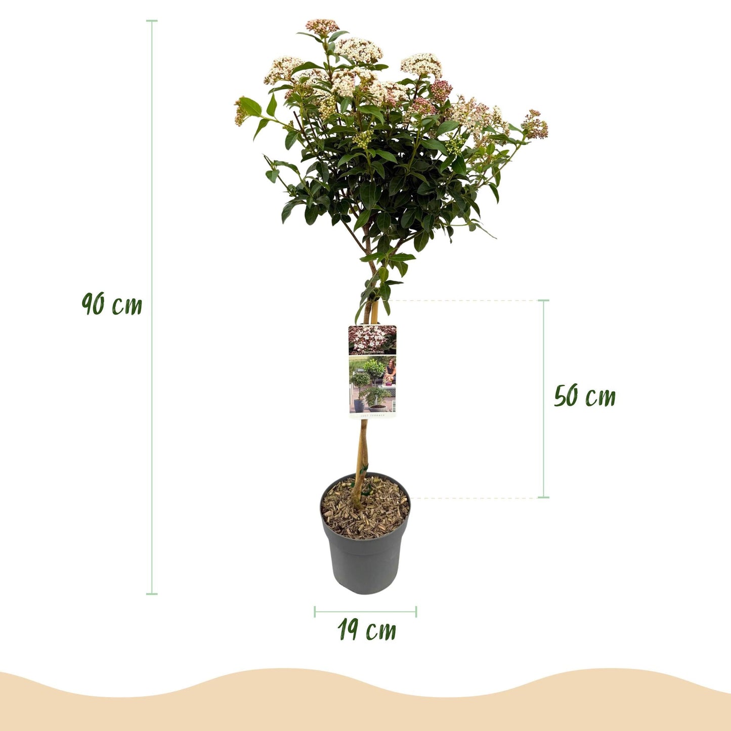 Viburnum tinus 'Eve Price' – Immergrüne Stamm-Pflanze – Höhe ca. 90 cm – Ø19 cm – Winterblühender Schneeball – Pflegeleicht – Für Balkon, Terrasse & Garten