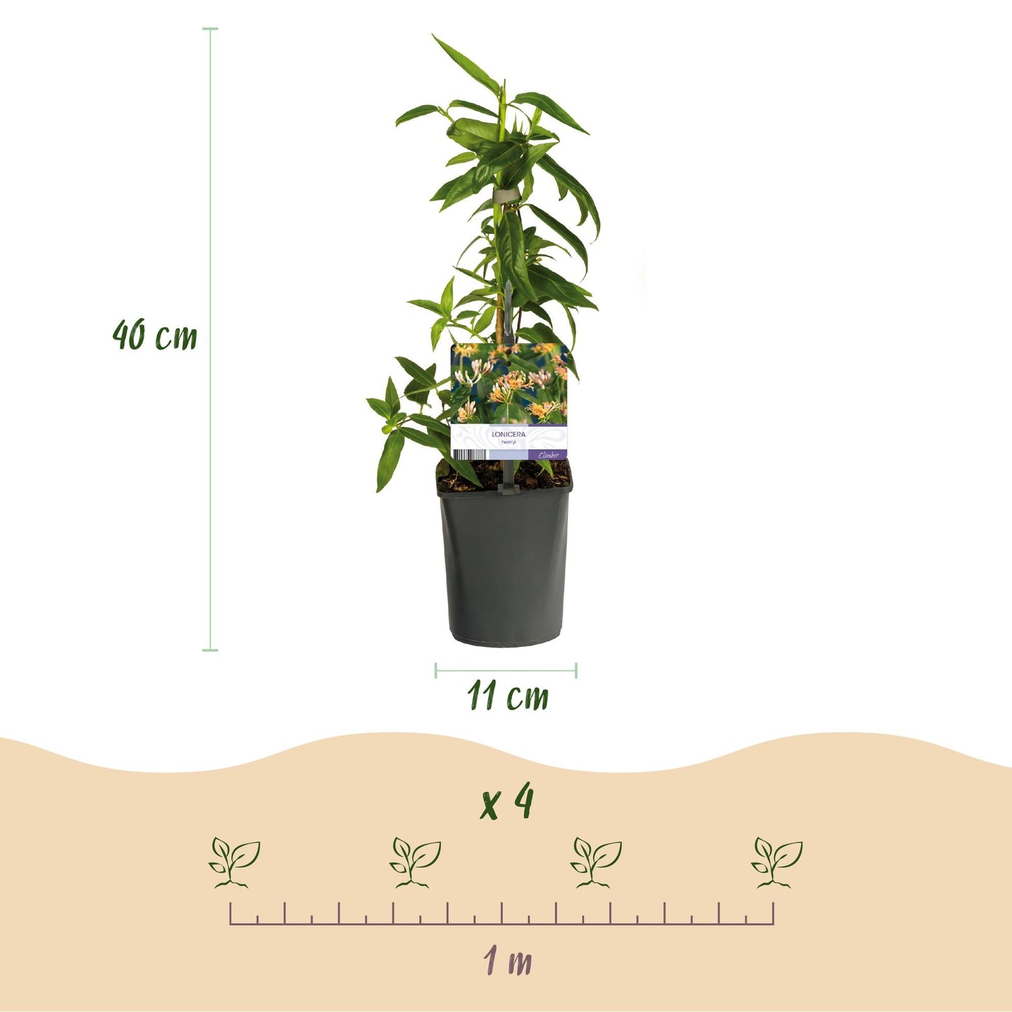Geißblatt - Lonicera henryi - Blüte Rosa - Wenig Pflege - 2 Pflanzen - Topf 11cm Höhe 40cm