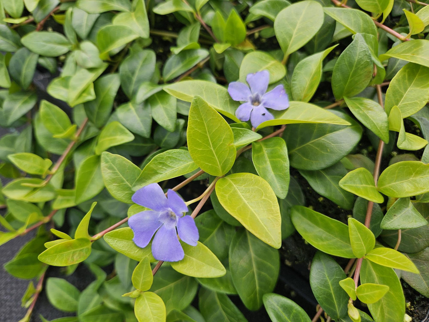 Vinca minor 'La Grave' – 24 Pflanzen – Ø9cm – ↕10-25cm – Immergrüner Bodendecker mit violetten Blüten