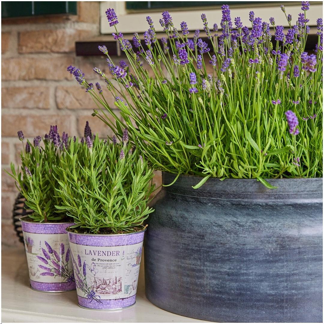 Echter Lavendel - Lavandula stoechas Anouk® im Dekotopf 'Lavenderprint' - 13 cm Topf - 3 Stück
