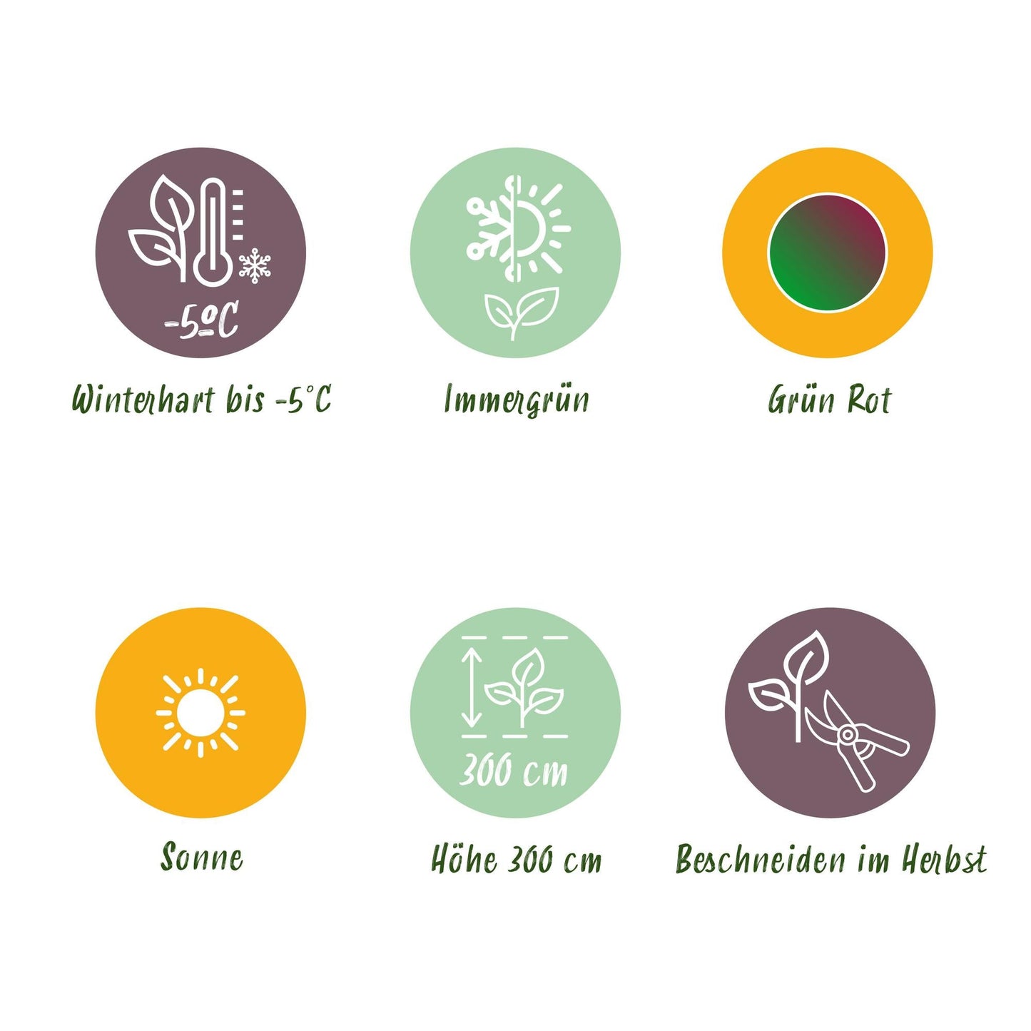 Bananenpflanze Musa sikkimensis Red Tiger – 2 Pflanzen – Tropische Gartenbanane – Ø12 cm, Höhe ca. 30 cm – Exotischer Blickfang für Beet, Balkon & Terrasse