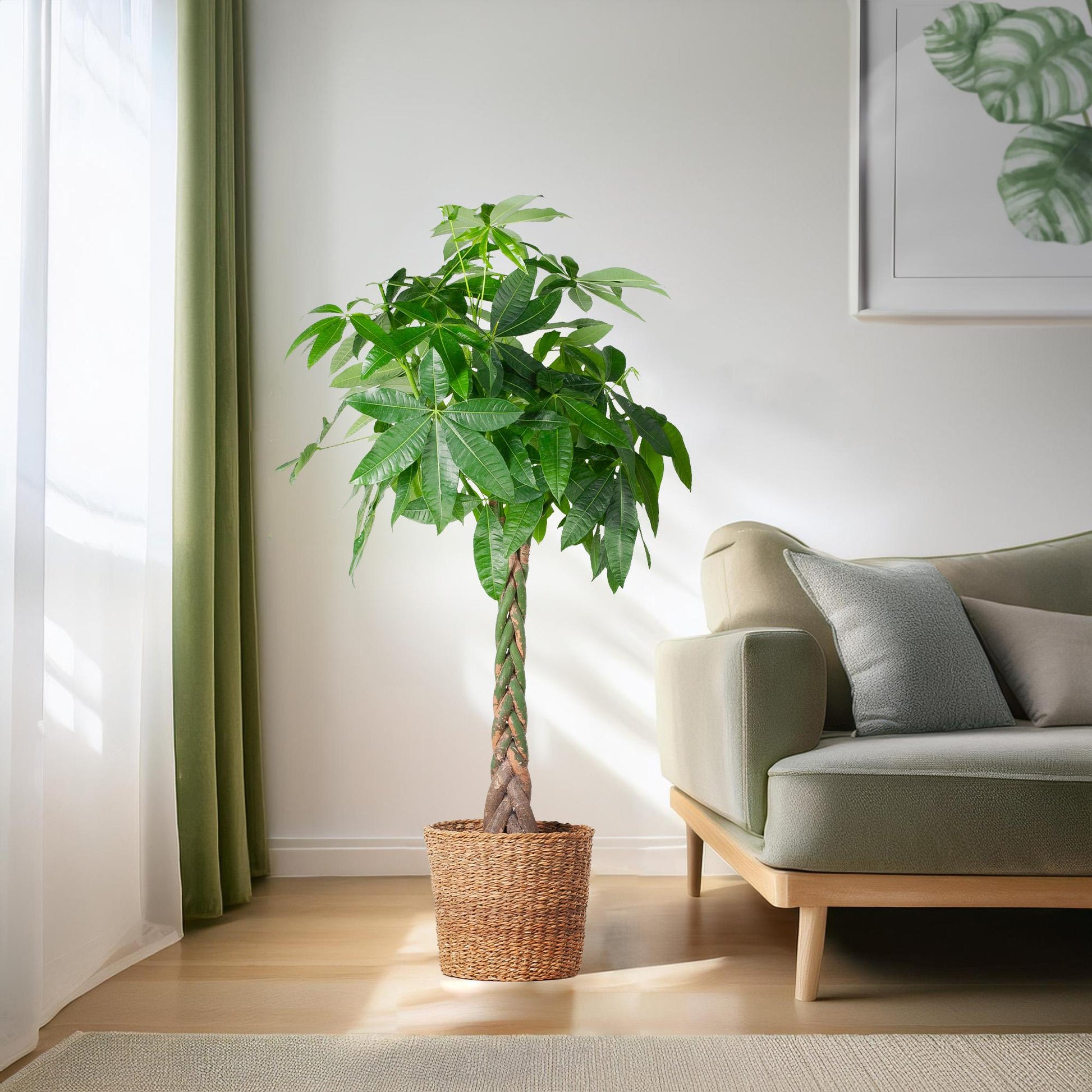 Pachira Aquatica XL – Geldbaum – Zimmerpflanze mit Torun-Korb – Ø30cm – Höhe 140 cm – Luftreinigend  & pflegeleicht – Tropischer Hingucker für Wohnräume & Büro