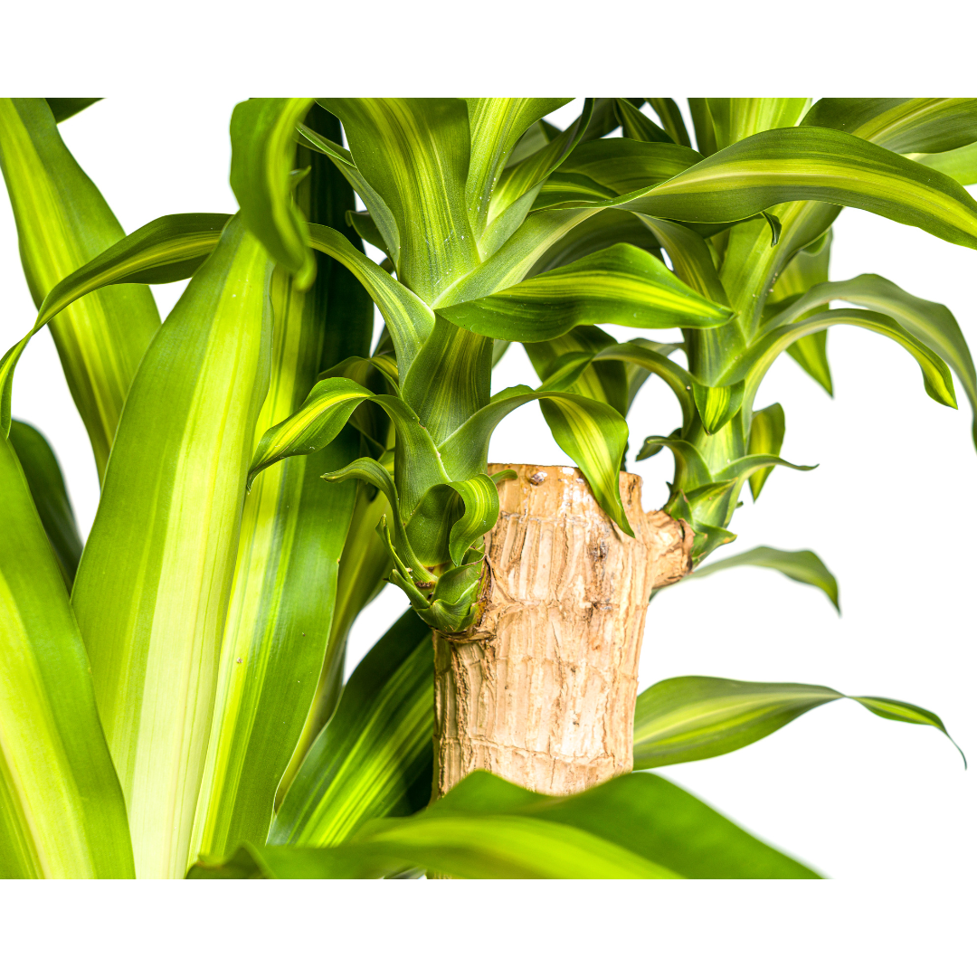 Dracaena Fragrans Massangeana – Drachenbaum – Ø30 cm – ↕170-190 cm – Tropische Zimmerpflanze – Robust & pflegeleicht – Für hellen bis halbschattigen Standort