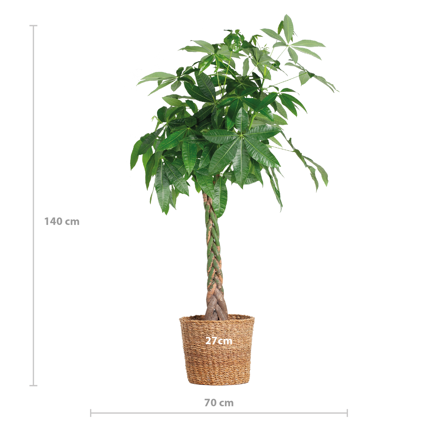 Pachira Aquatica XL – Geldbaum – Zimmerpflanze mit Torun-Korb – Ø30cm – Höhe 140 cm – Luftreinigend & pflegeleicht – Tropischer Hingucker für Wohnräume & Büro
