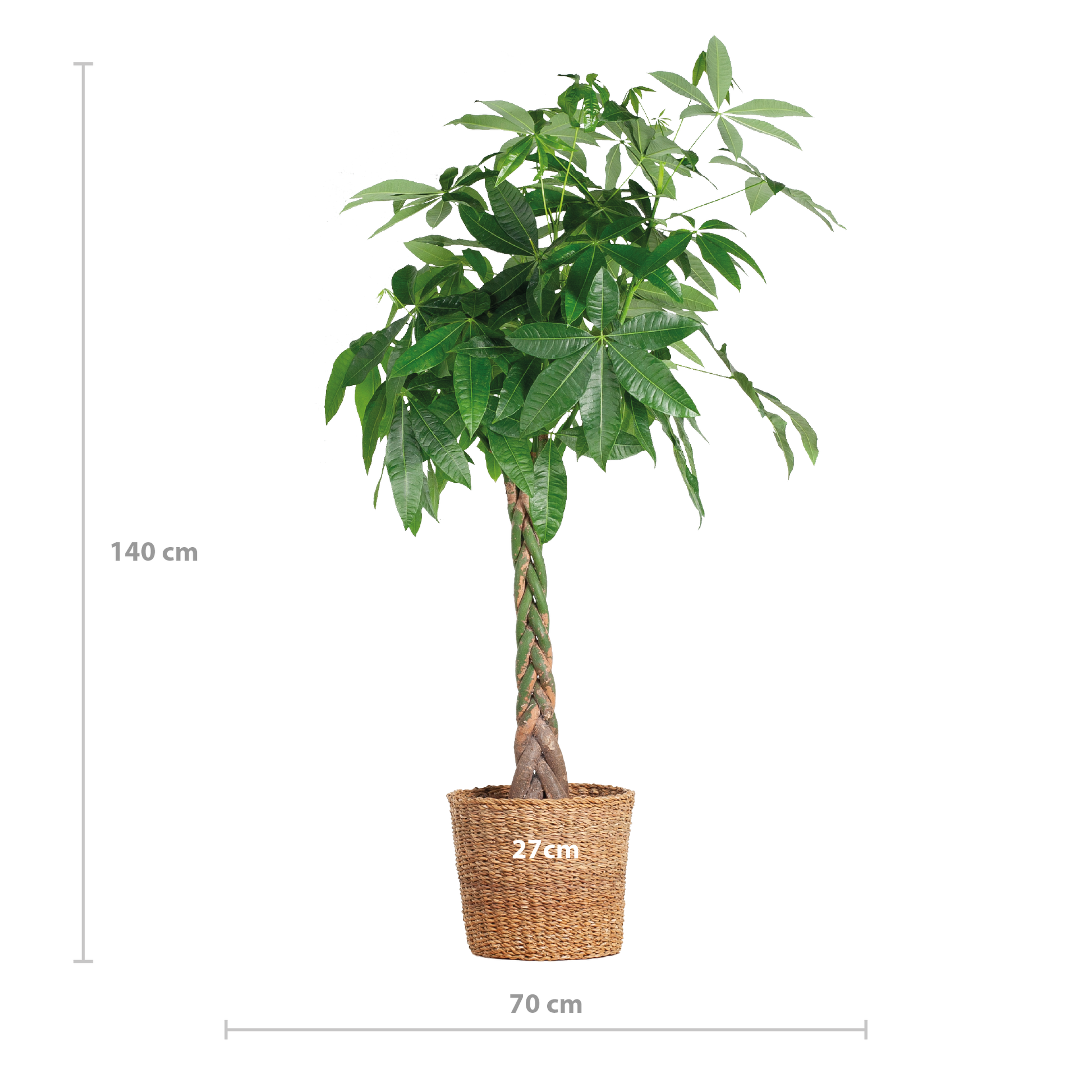 Pachira Aquatica XL – Geldbaum – Zimmerpflanze mit Torun-Korb – Ø30cm – Höhe 140 cm – Luftreinigend  & pflegeleicht – Tropischer Hingucker für Wohnräume & Büro