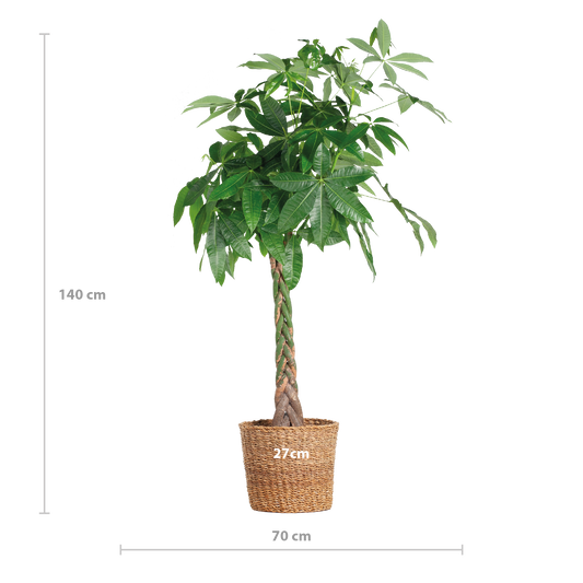 Pachira Aquatica XL – Geldbaum – Zimmerpflanze mit Torun-Korb – Ø30cm – Höhe 140 cm – Luftreinigend  & pflegeleicht – Tropischer Hingucker für Wohnräume & Büro