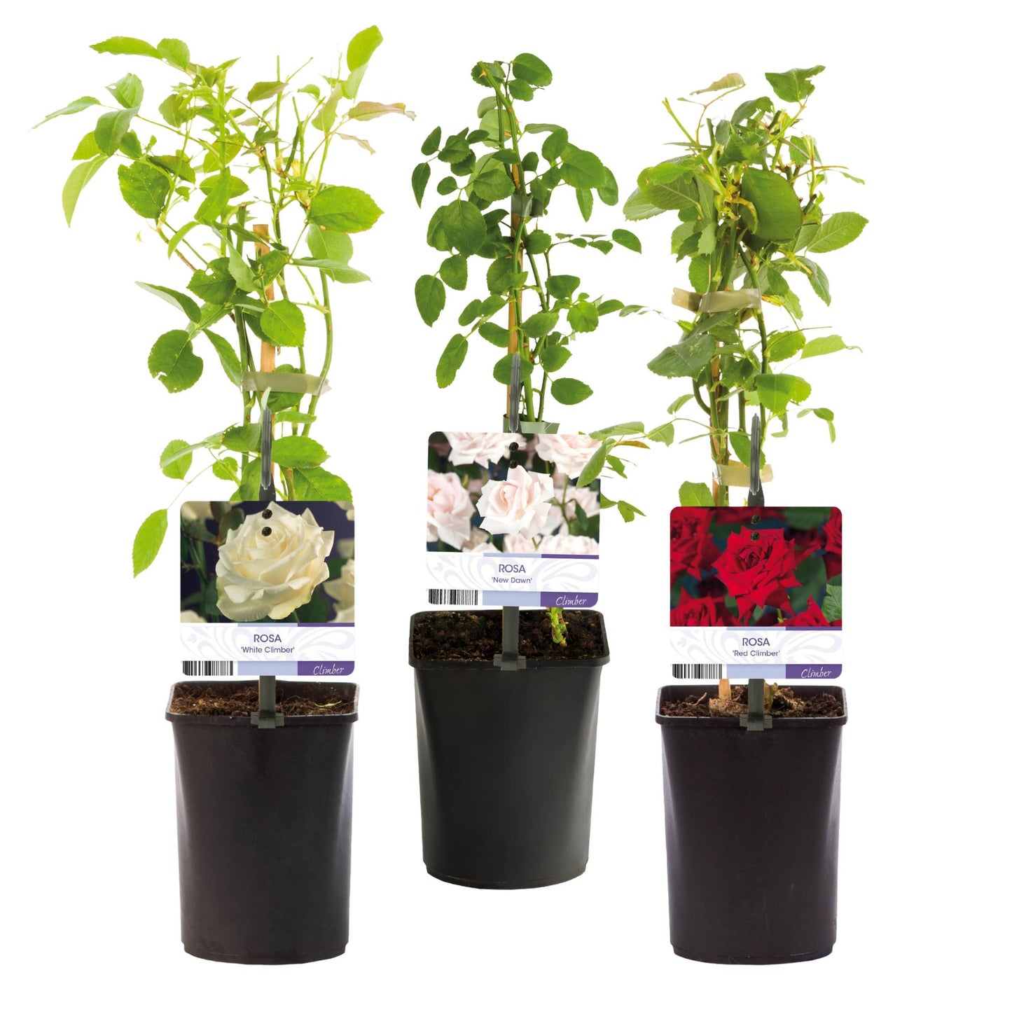 Kletterrose – Rosa Tricolour – Blüte Rosa-Weiß-Rot – 3 Pflanzen – Duftend – Geringer Pflegeaufwand – 11cm – Höhe ca. 40cm