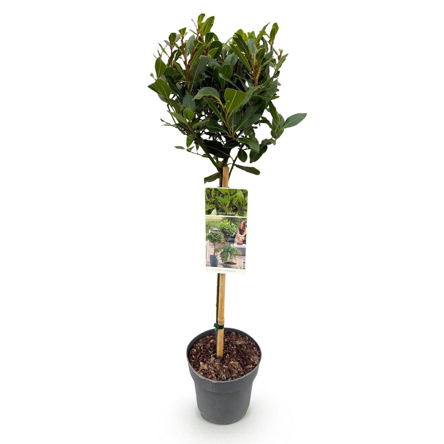 Laurus nobilis Stamm-Pflanze â ImmergrĂŒner Lorbeerbaum â Pflegeleicht â Ă19 cm â Höhe ca. 90 cm â Mediterranes Flair fĂŒr Terrasse & BalkonÂ
