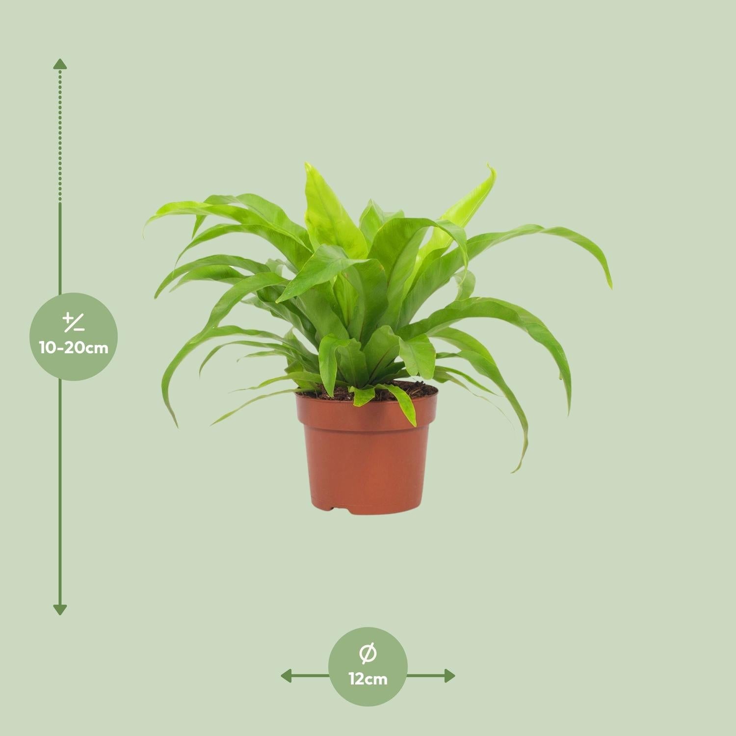 Milzfarn – Asplenium Antiquum – Zimmerpflanze – Ø12 cm – ca. 19 cm hoch – Pflegeleichter Streifenfarn für schattige Plätze