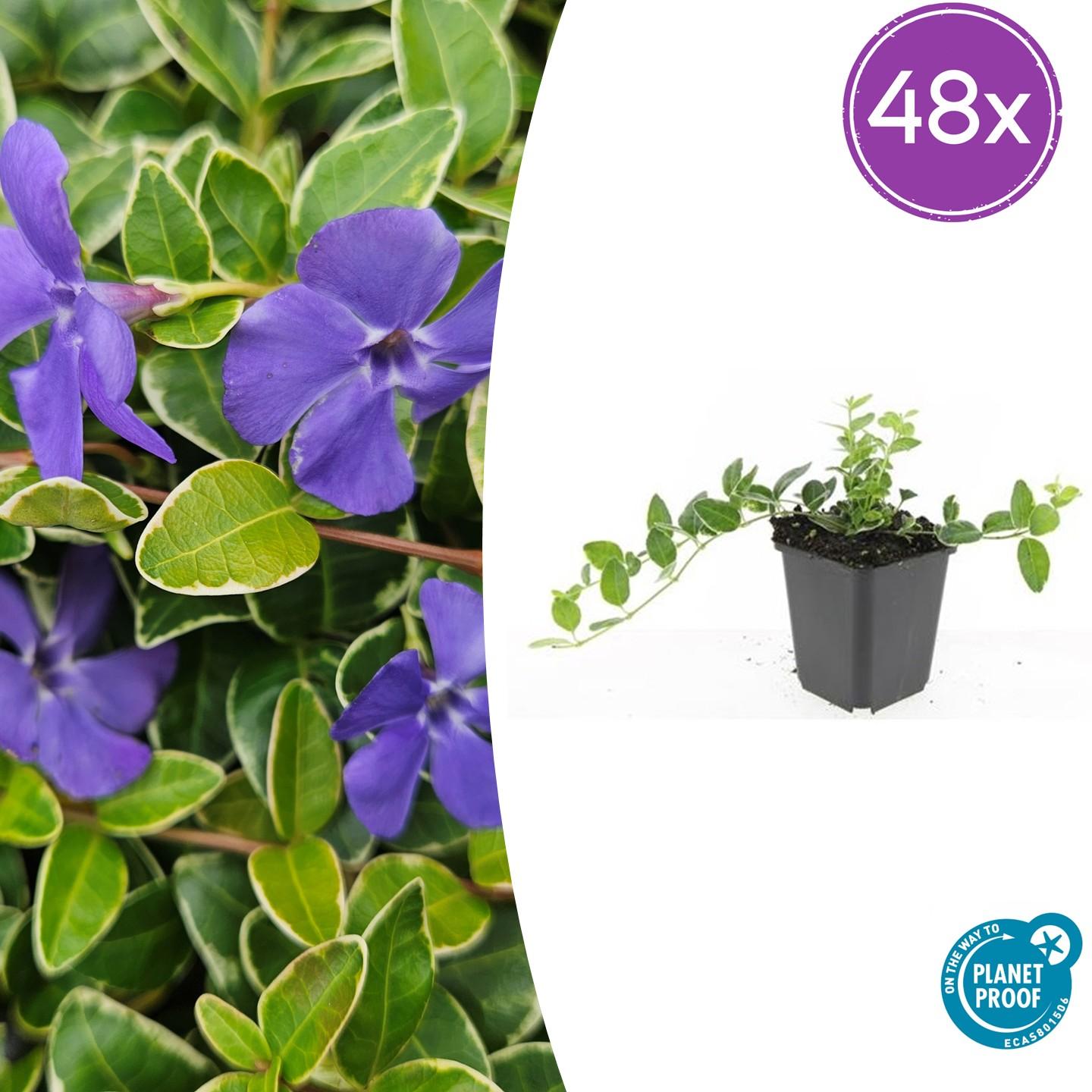Vinca minor 'Ralph Shugert' – Immergrüner Bodendecker – 48 Pflanzen – Lavendelfarbene Blüten – 10–25 cm – Ø9 cm