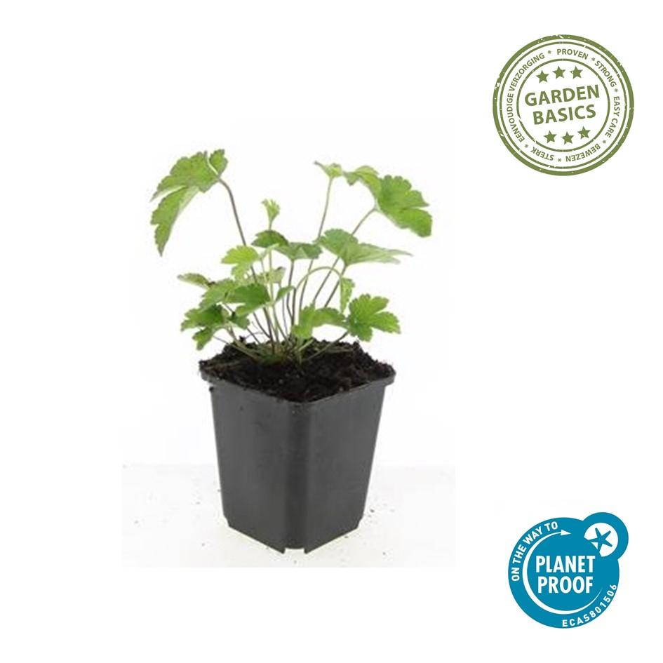 Filzige Herbst-Anemone Anemone tom. 'Robustissima' – ↕10-25cm – Ø9cm – 40 Pflanzen – Purpurblühend – Halbschatten – Bienenfreundlich