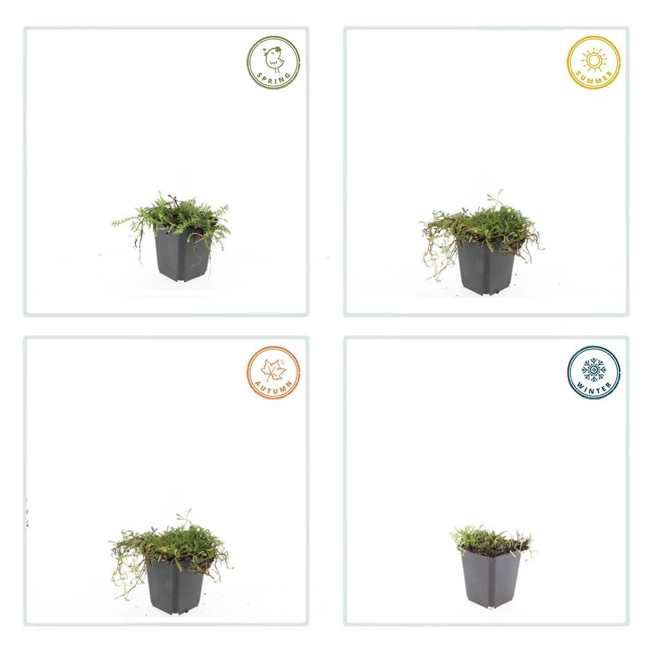 Fiederpolster - Leptinella squalida - ↕10-25cm - Ø9cm - 60 Stück – Immergrüner Bodendecker – Farnartige Blätter – Schattentolerant & Pflegeleicht