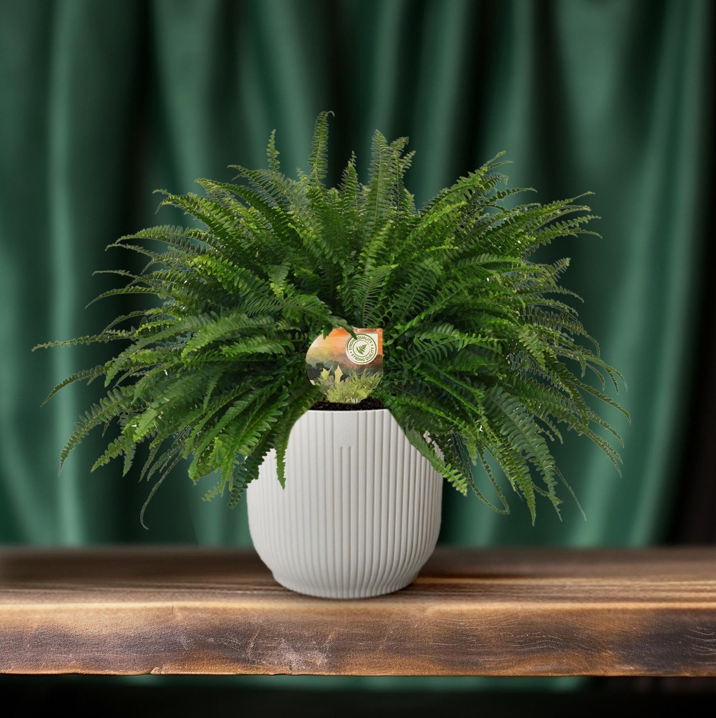 Nephrolepis 'Green Lady' – Bostonfarn Zimmerpflanze – Ø19cm – ca. 60cm hoch – Luftreinigend & pflegeleicht – Für halbschattige Innenräume & feuchte Standorte