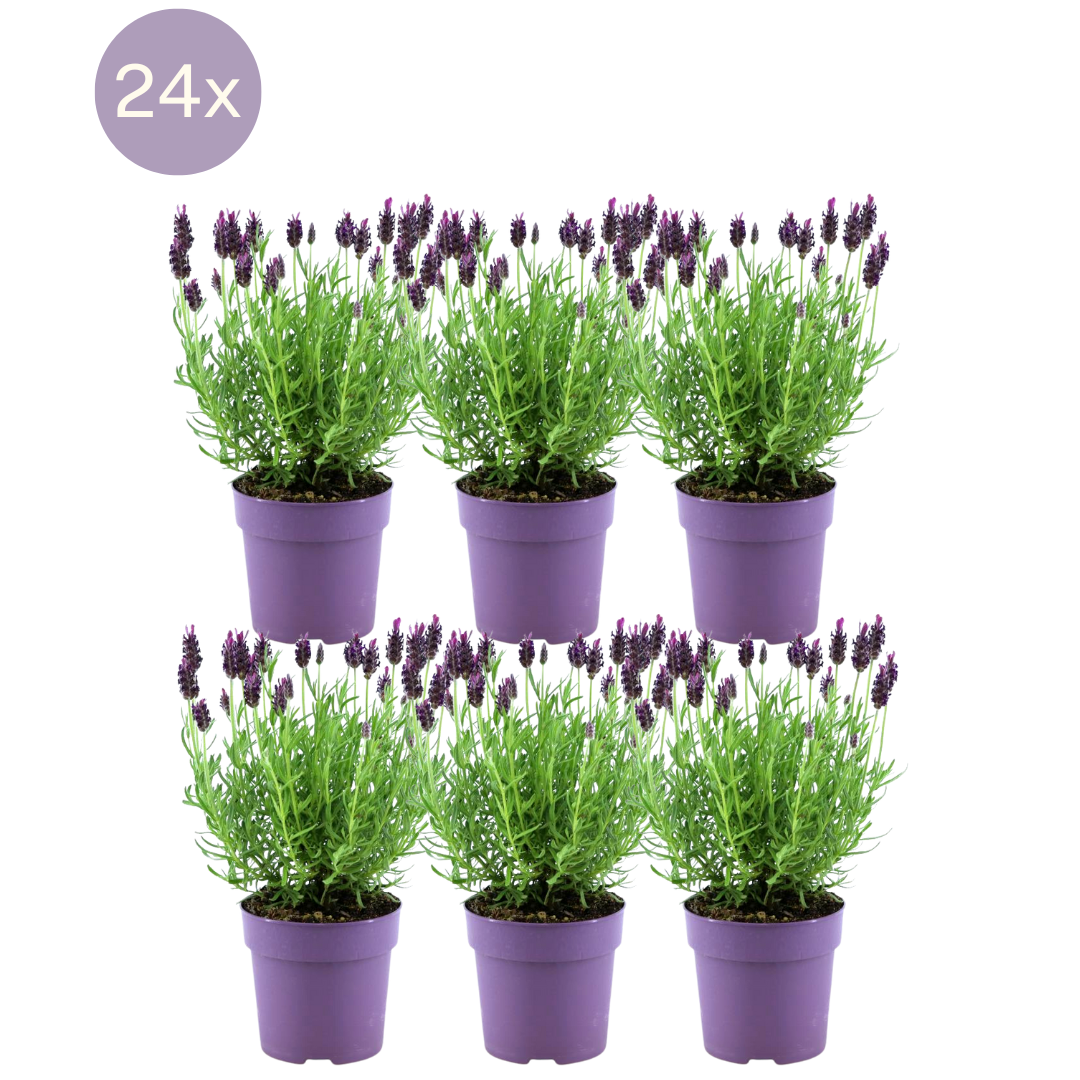 Französischer Lavendel - Lavandula stoechas Anouk® - 12 cm Topf - 24 Stück