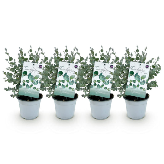 Eukalyptusbaum - Eukalyptus gunnii - Grau - 4 Pflanzen - Terrassenpflanze - Winterhart - Topf 14cm Höhe 30cm