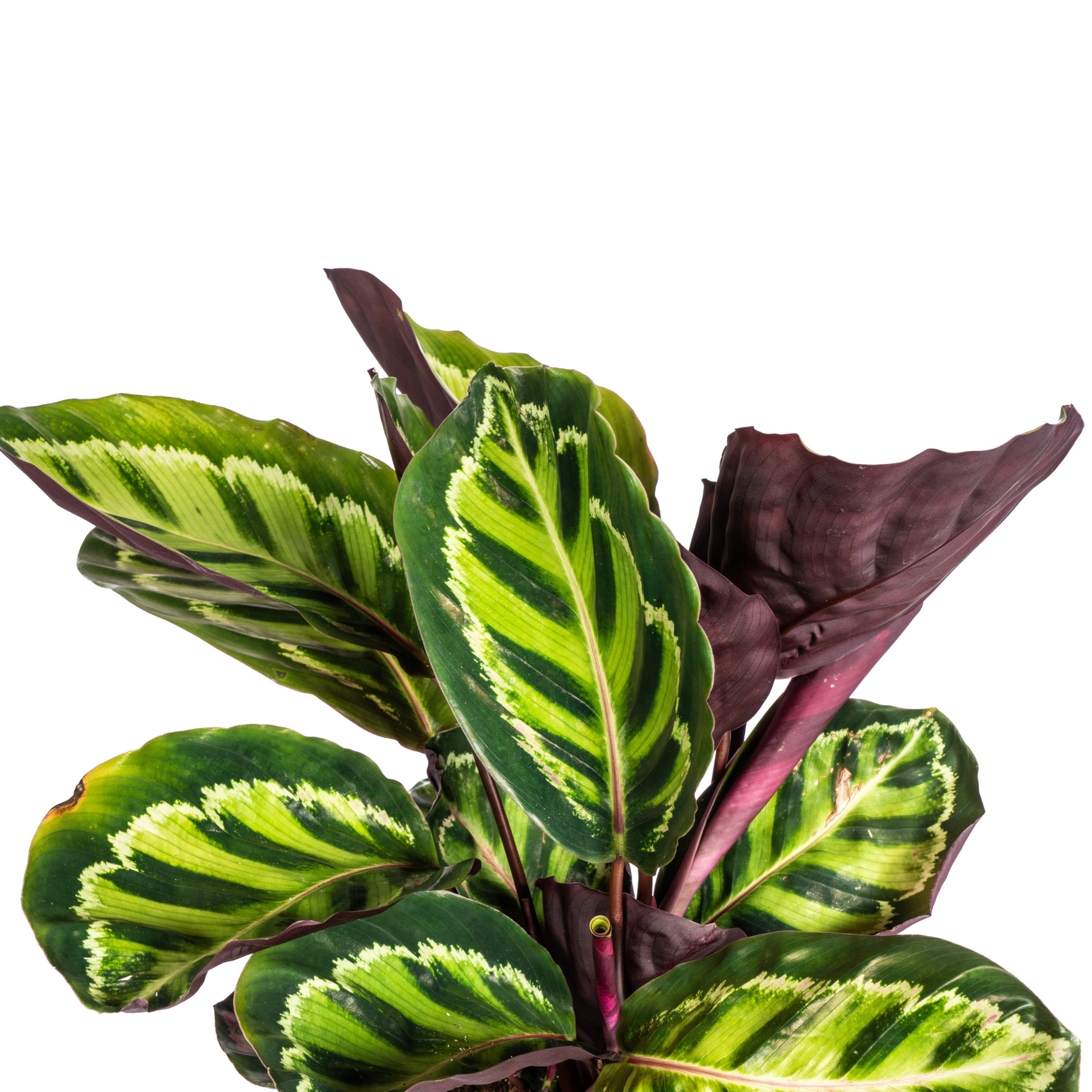 Korbmarante Calathea Roseopicta – Zimmerpflanze – Ø17 cm – 40–50 cm hoch – dekoratives Blattwerk