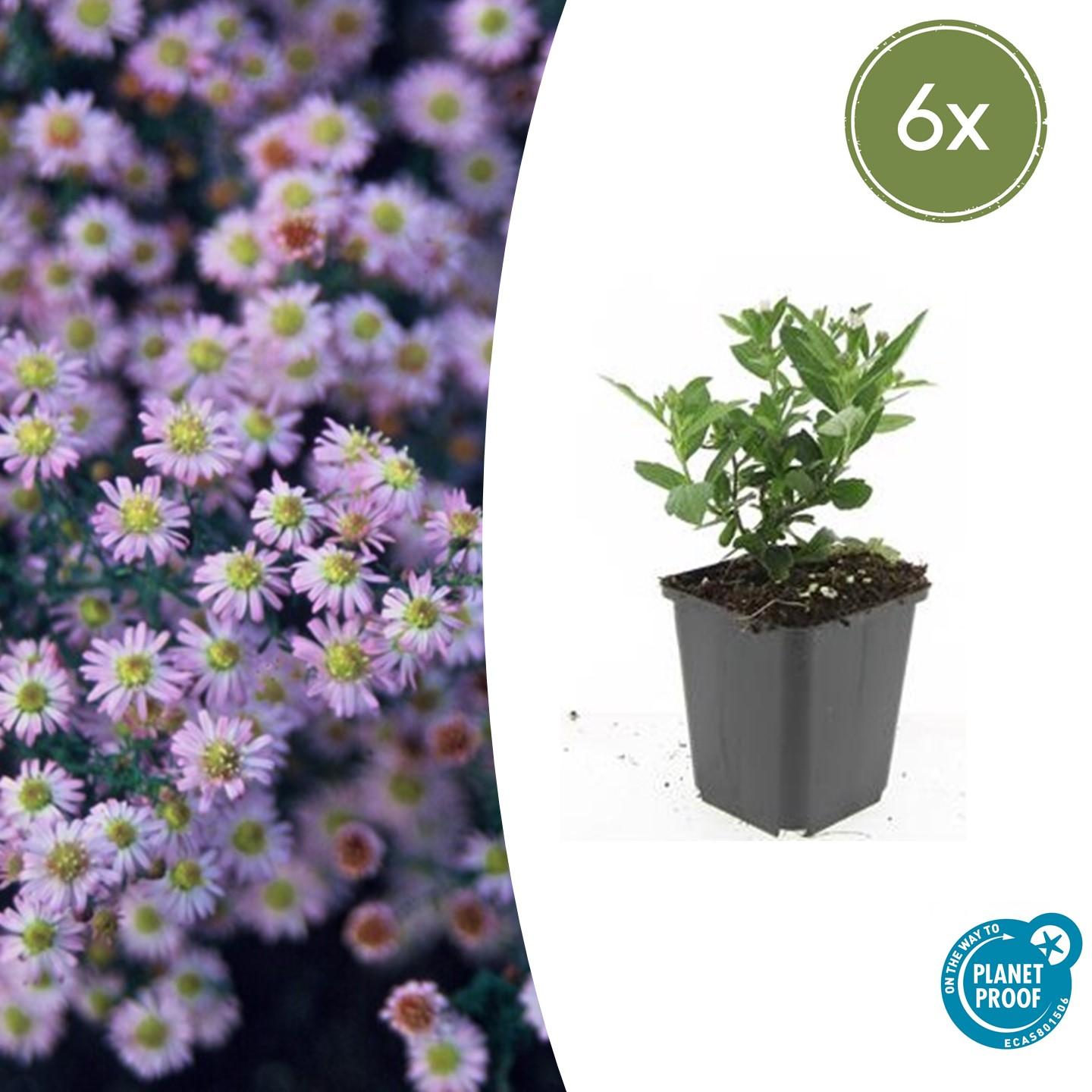 Wild-Aster Aster ageratoides 'Stardust' – ↕10-25cm – Ø9cm – 6 Pflanzen – Weißer Herbstblüher – Bienenfreundlich – Pflegeleicht