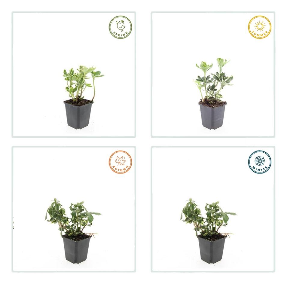 Schattengrün - Pachysandra terminalis 'Variegata' - ↕10-25cm - Ø9cm - 40 Pflanzen – Immergrüner Bodendecker – Cremeweiße Blätter – Pflegeleicht & Winterhart