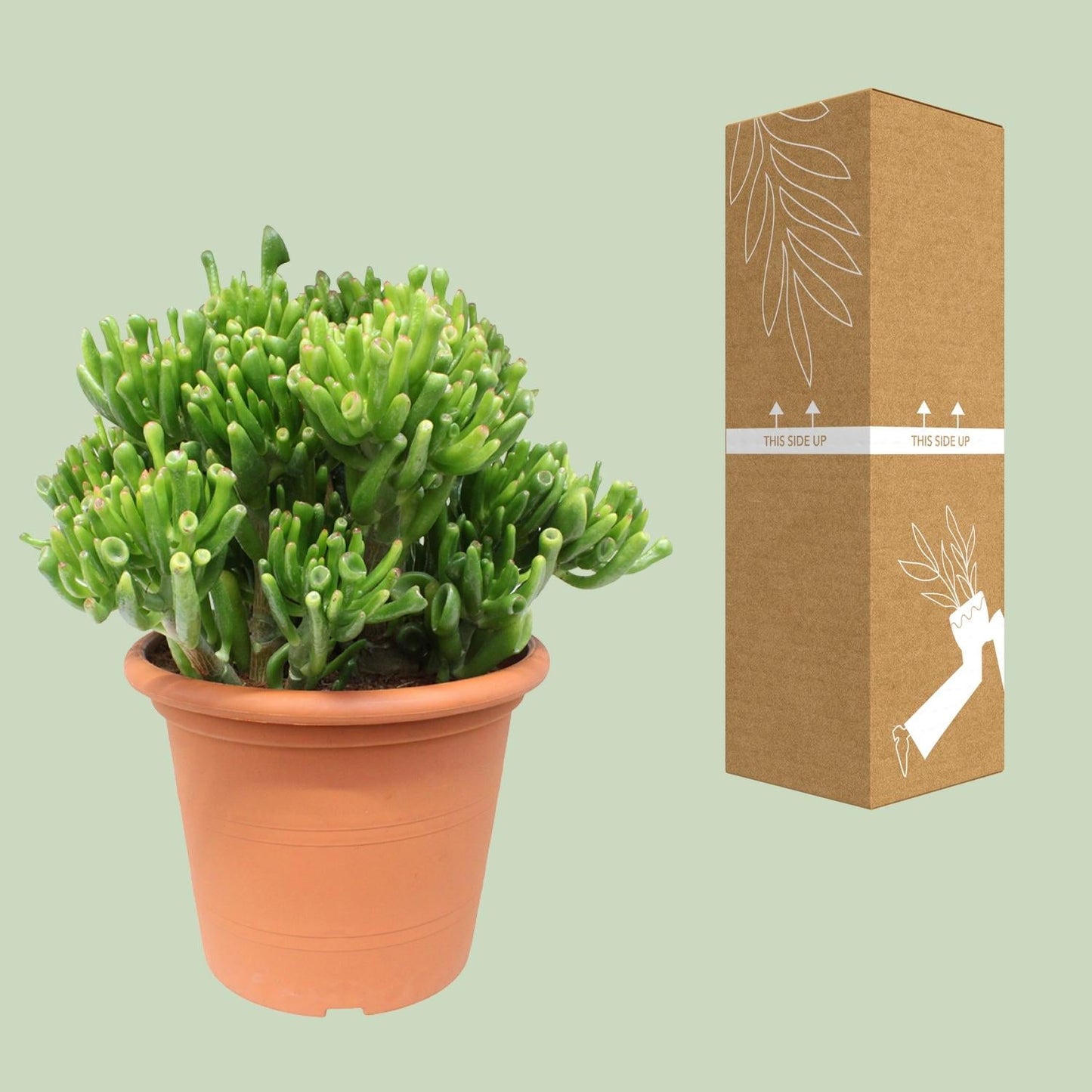 Crassula Hobbit – Ø23cm – ↕35cm – Jade-Pflanze mit fleischigen Blättern – Pflegeleicht & dekorativ – Sukkulente für Innenräume – Für Fensterbank, Büro & Wohnzimmer