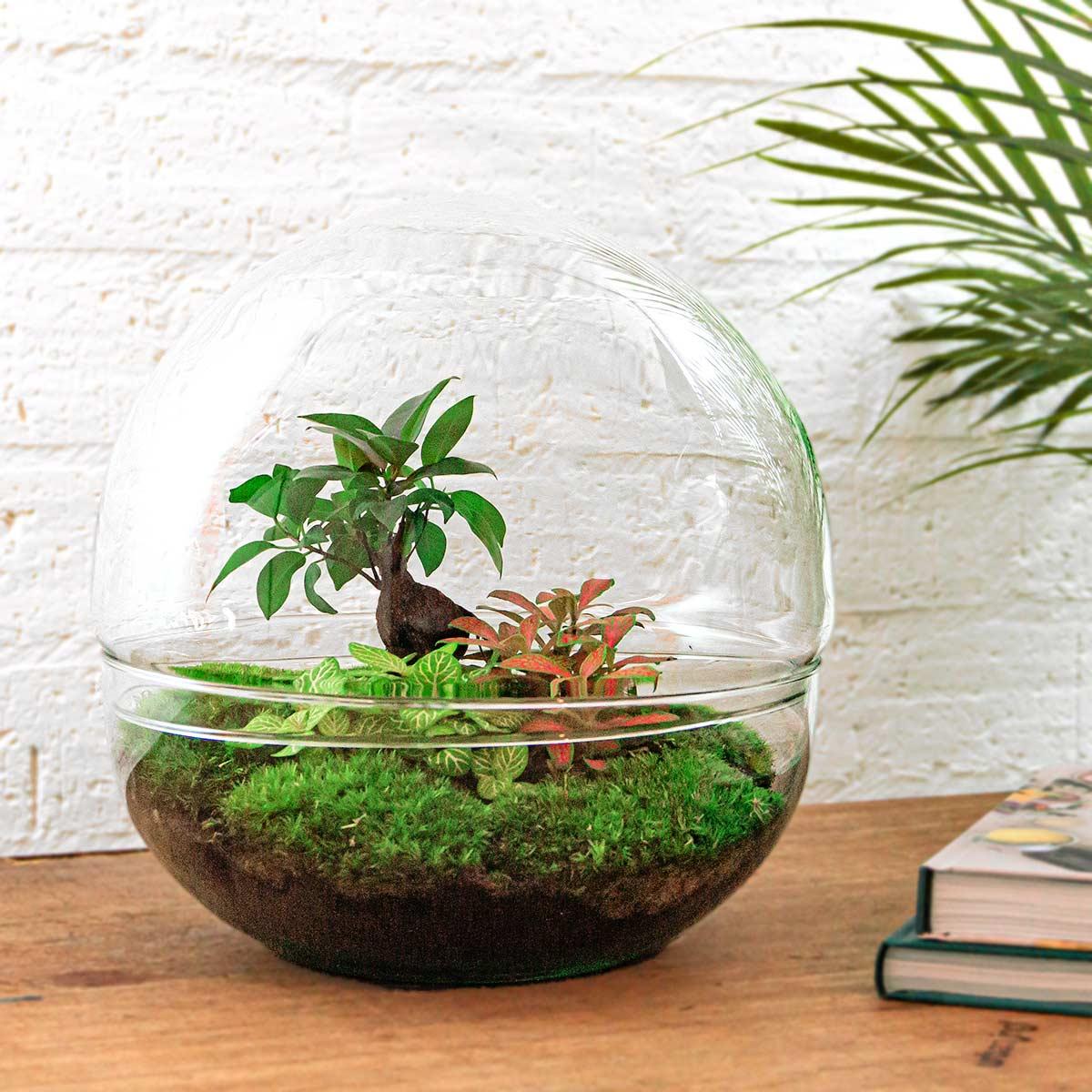 Flaschengarten DIY Bausatz Dome XL – Terrarium Ø30cm x H30cm – Selbstbewässerndes Pflanzterrarium mit Ficus Ginseng Bonsai & Fittonia – Do-It-Yourself Mini-Ökosystem