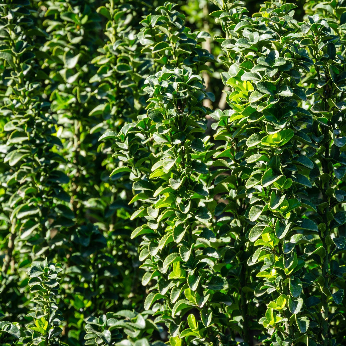 Japanischer Spindelstrauch - Euonymus japonicus Green Spire - Heckenpflanze - Blatt Grün - 6 Pflanzen - 1 Meter - immergrün - Topf 17cm Höhe 40cm