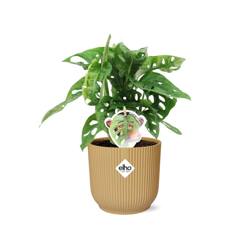 Monstera Monkey Leaf – Fensterblatt – Ø14cm Gelber Vibes Fold Topf – Tropische Zimmerpflanze – Luftreinigend & pflegeleicht – Swiss Cheese Plant