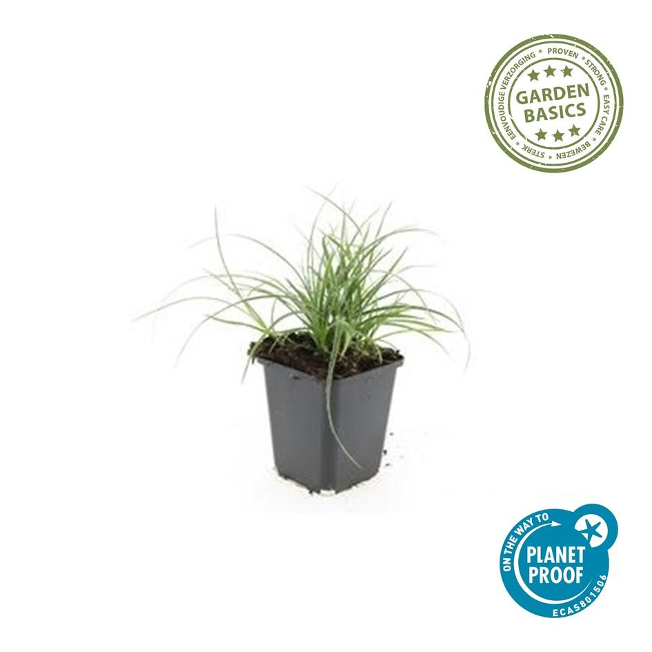 Schneeweiße Hainsimse Luzula nivea – ↕10-25cm – Ø9cm – 6 Pflanzen – Immergrüner Bodendecker – Schattige Beete & Steingarten – Winterhart & pflegeleicht