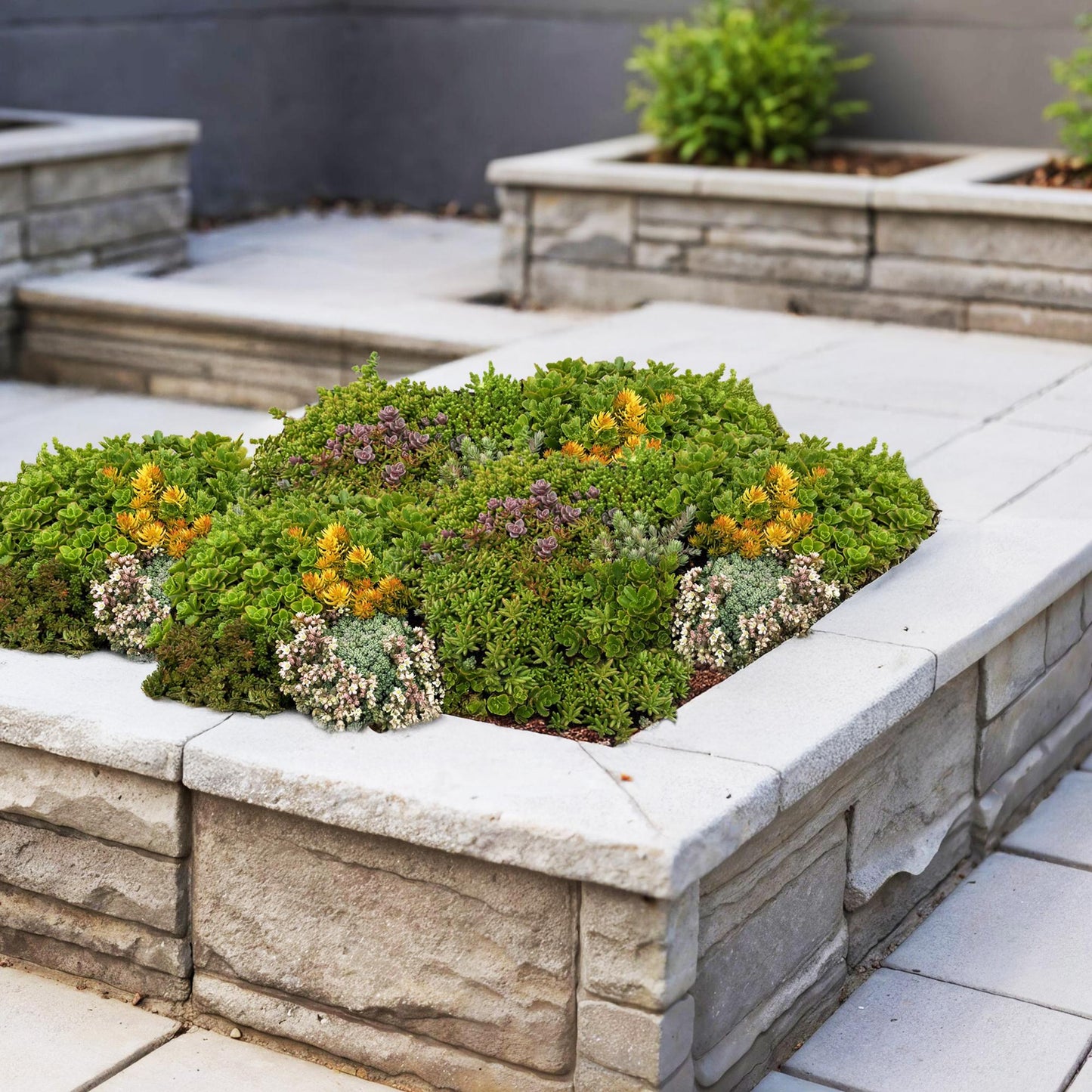 GreenboutiQ - Bodendecker - Winterhart - Sedum Matte - Besteht aus 10 Sorten - X12 - Pflegeleicht - Länge 50cm Breite 30cm