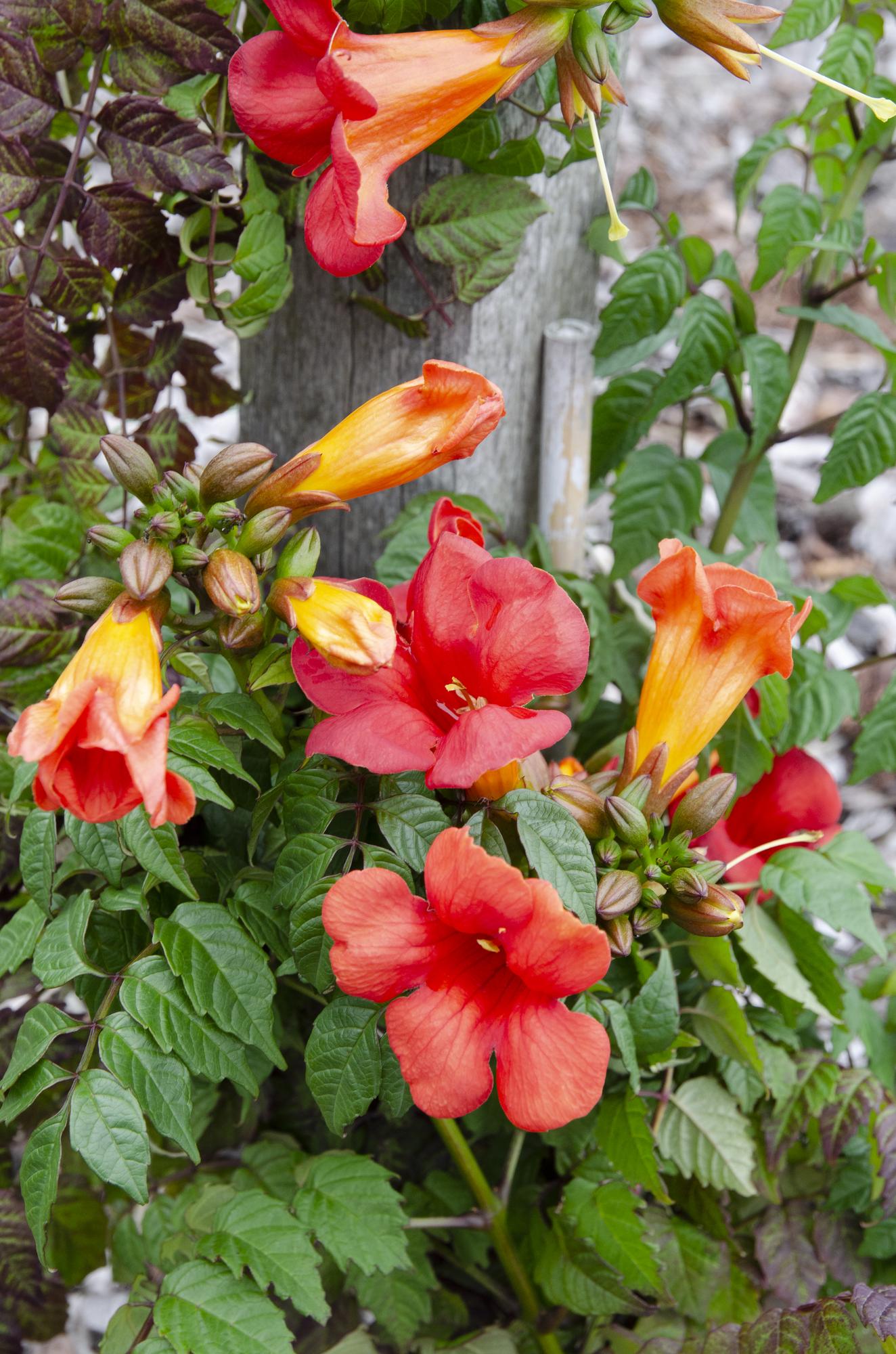 Campsis Summer Jazz 'Fire Trumpet' – Trompetenblume – Kletterpflanze – Ø15 cm – ↨65 cm – 2 Pflanzen – Rote Blüten – Selbstklimmend – Spätsommerblüher