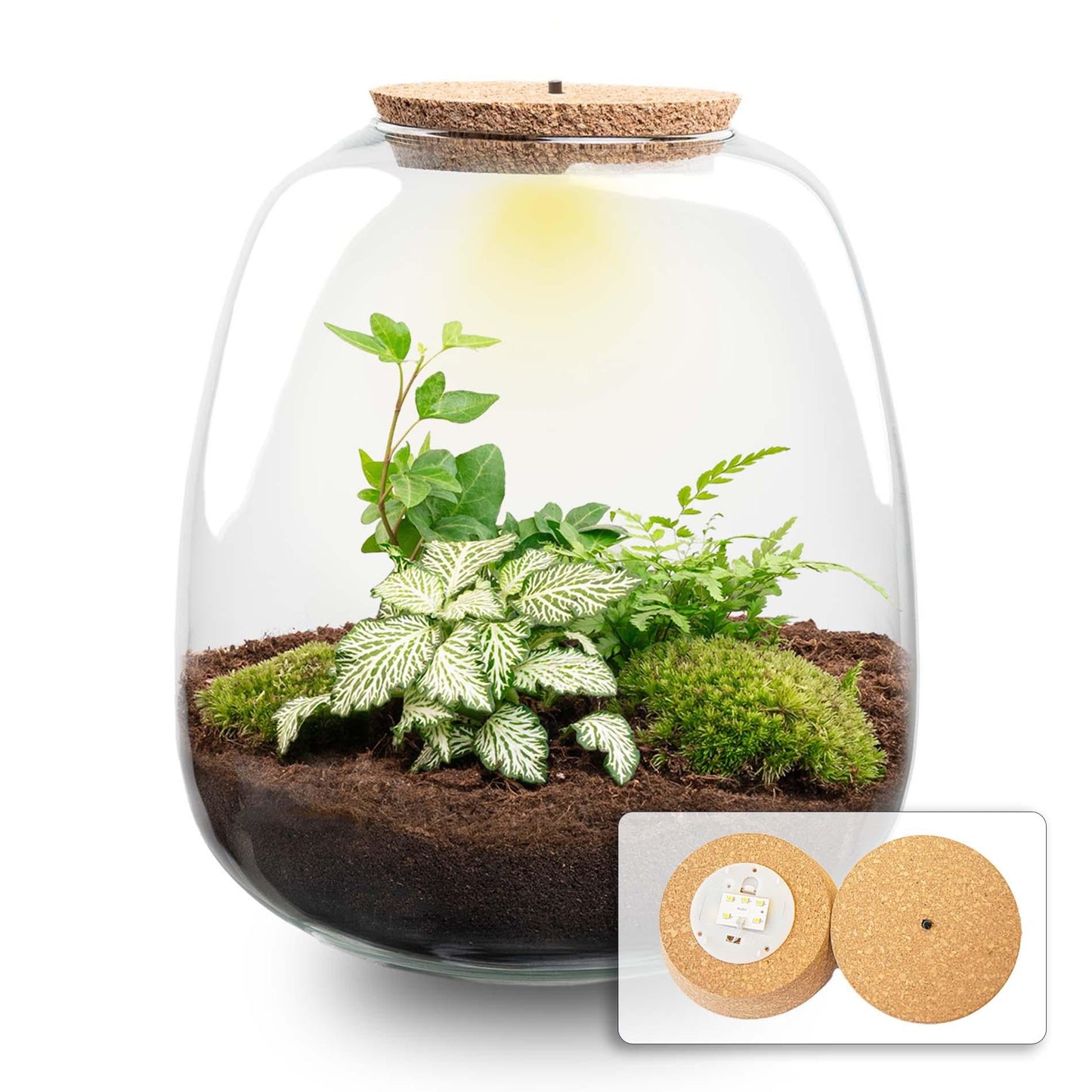 Flaschengarten Terrarium Emma – DIY Bausatz + LED – ↑25cm – Ø23cm – Fittonia White Tiger – Pflanzenterrarium für Zuhause & Büro – Autark, pflegeleicht & nachhaltig