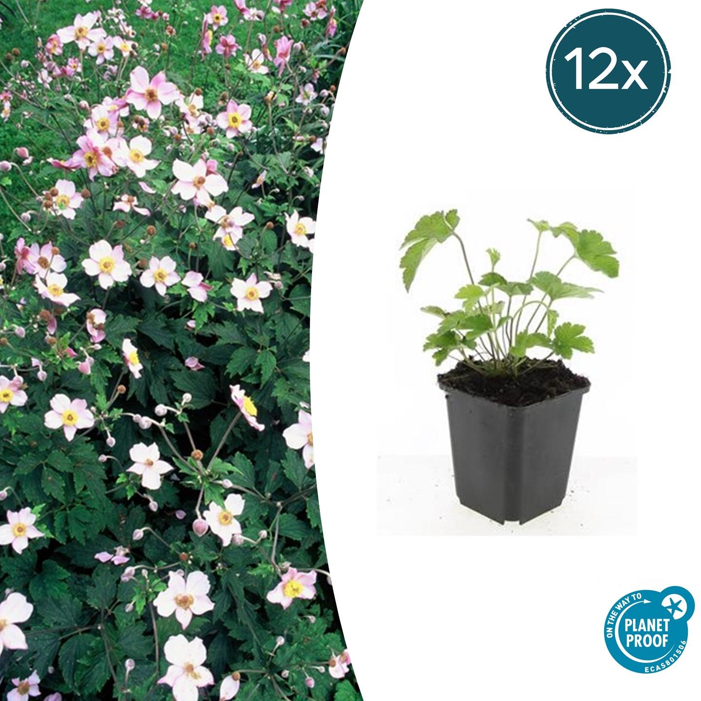 Filzige Herbst-Anemone Anemone tom. 'Robustissima' – ↕10-25cm – Ø9cm – 12 Pflanzen – Purpurblau – Sommer & Herbstblüher – Halbschatten – Pflegeleicht