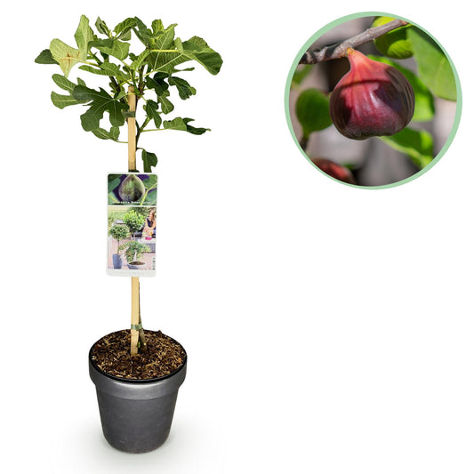 Feigenbaum Ficus carica 'Brown Turkey' – Stamm-Pflanze – Höhe ca. 90 cm – Ø19 cm – Obstpflanze für Terrasse & Garten – Essbare Früchte – Pflegeleicht & robust