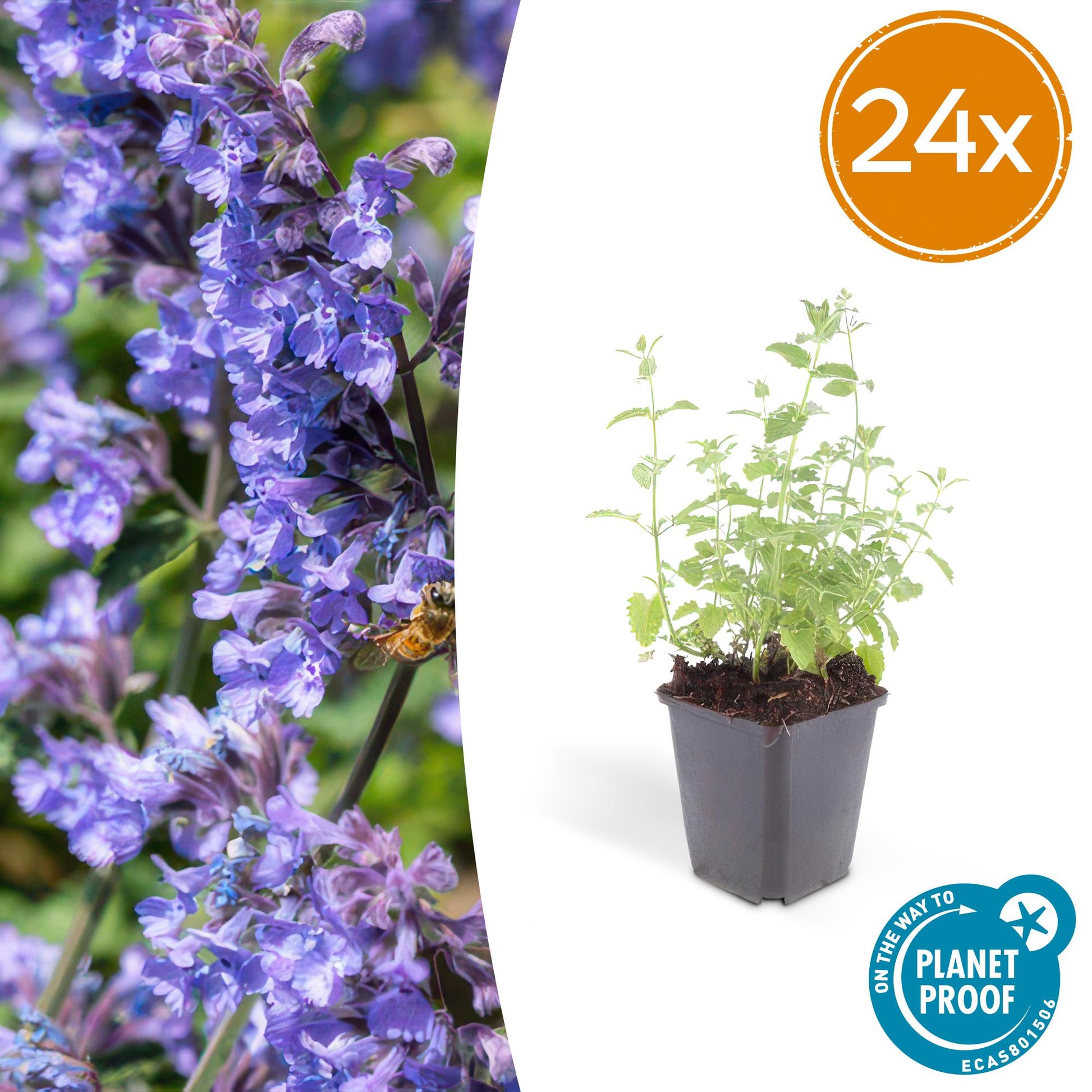Katzenminze Nepeta 'Six Hills Giant' – 24 Pflanzen – ↕10-25 cm – Ø9 cm – Lila-blaue Blüten – Pflegeleichte & Trockenheitsresistente Staude – Bienenfreundlich