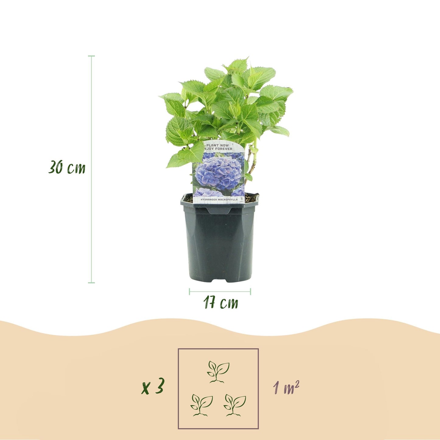 Hortensie Hydrangea macrophylla Blau – Blütezeit Juni bis September – Ø17cm – ↕30cm – Laubabwerfende Gartenpflanze – Pflegeleicht & winterhart