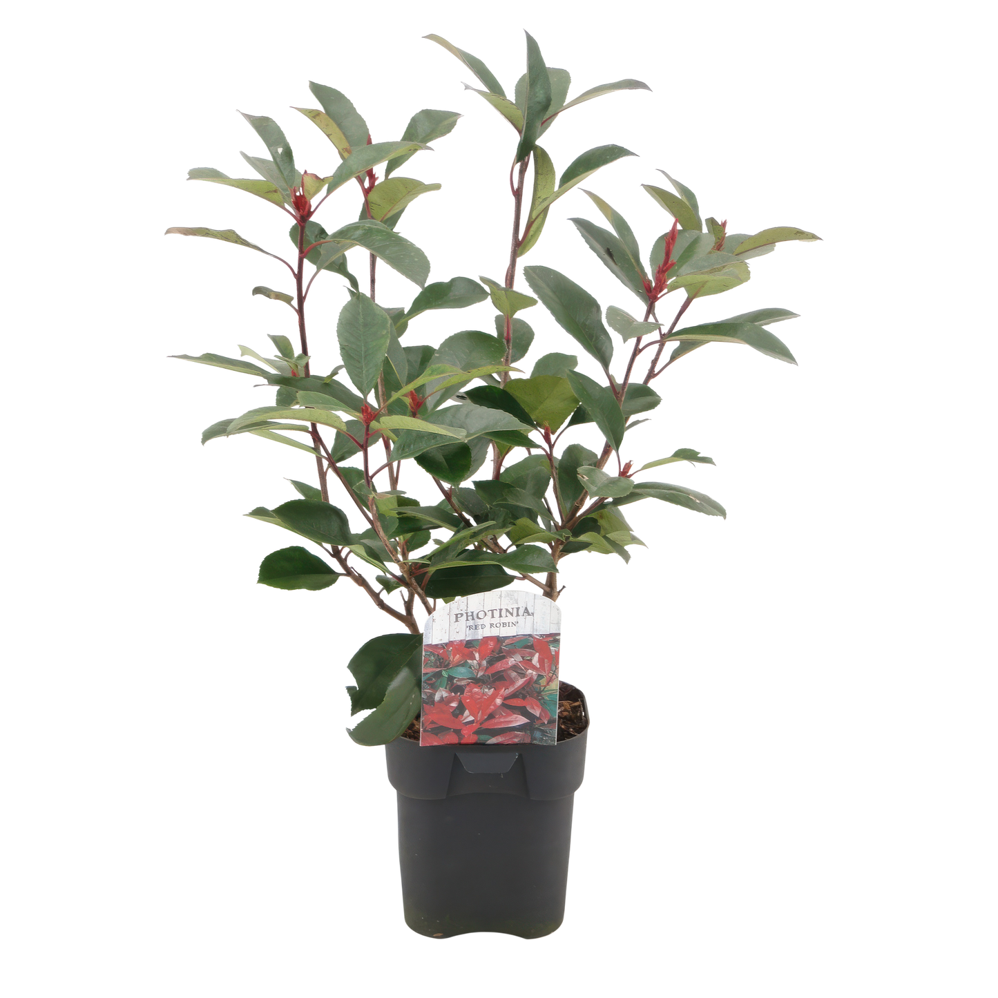 Frasers Glanzmispel - Photinia fraseri Red Robin - grün rot - 6 Pflanzen - Heckenpflanze - 1 laufender Meter - immergrün - Topf 17cm Höhe 55cm