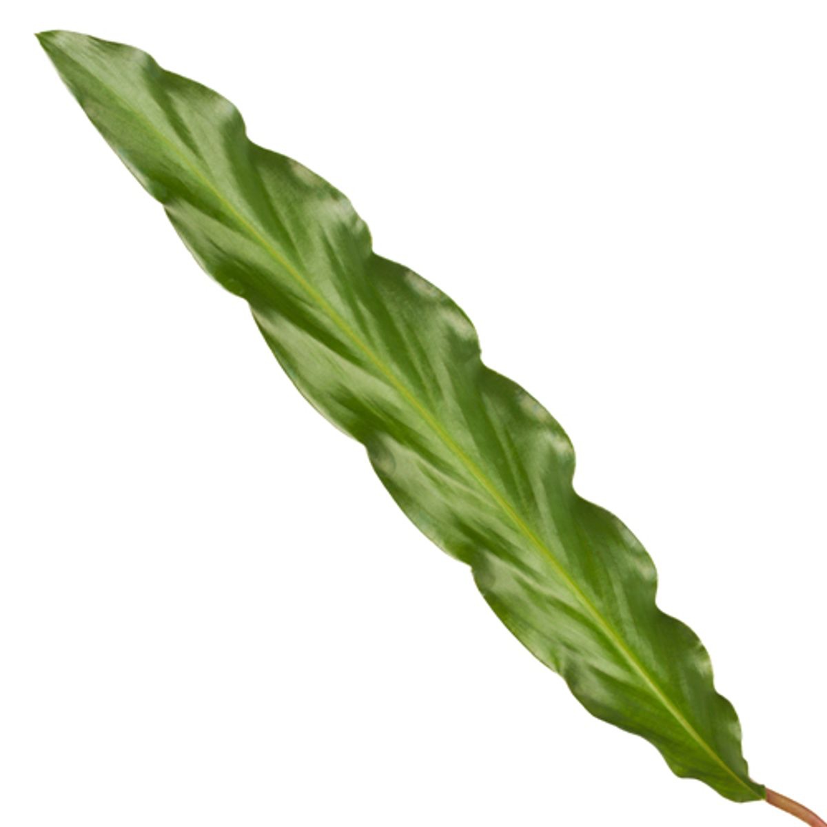 Calathea Elgergrass – Korbmarante – Zimmerpflanze 35cm hoch – Ø12cm – Schmale gewellte Blätter – Pflegeleicht & luftreinigend – Ideal für Bad, Küche & Wohnraum