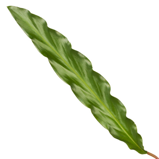 Calathea Elgergrass – Korbmarante – Zimmerpflanze 35cm hoch – Ø12cm – Schmale gewellte Blätter – Pflegeleicht & luftreinigend – Ideal für Bad, Küche & Wohnraum