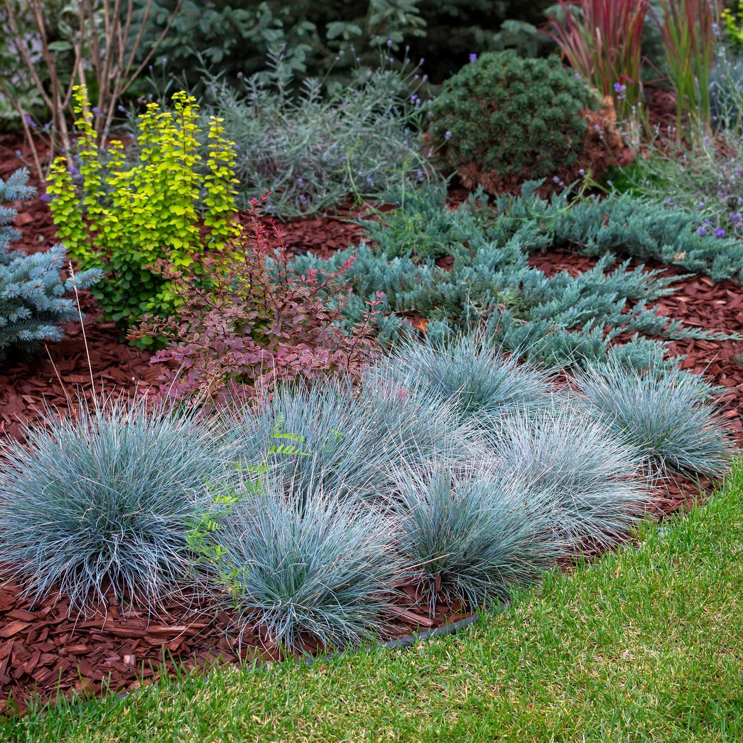 Festuca glauca Intense Blue – Blauschwingel – Ziergras – 4 Pflanzen – Immergrün & pflegeleicht – Topf Ø17cm – Höhe ca. 50cm – Trockenheitsresistent