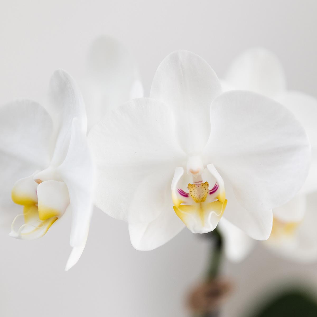 Kolibri Orchids | Weißes Orchideenset in Como-Schale inkl. Wasserreservoir | Drei Weiße Amabilis-Orchideen 9cm | Mono-Bouquet Weiß mit Selbstbewässerungssystem