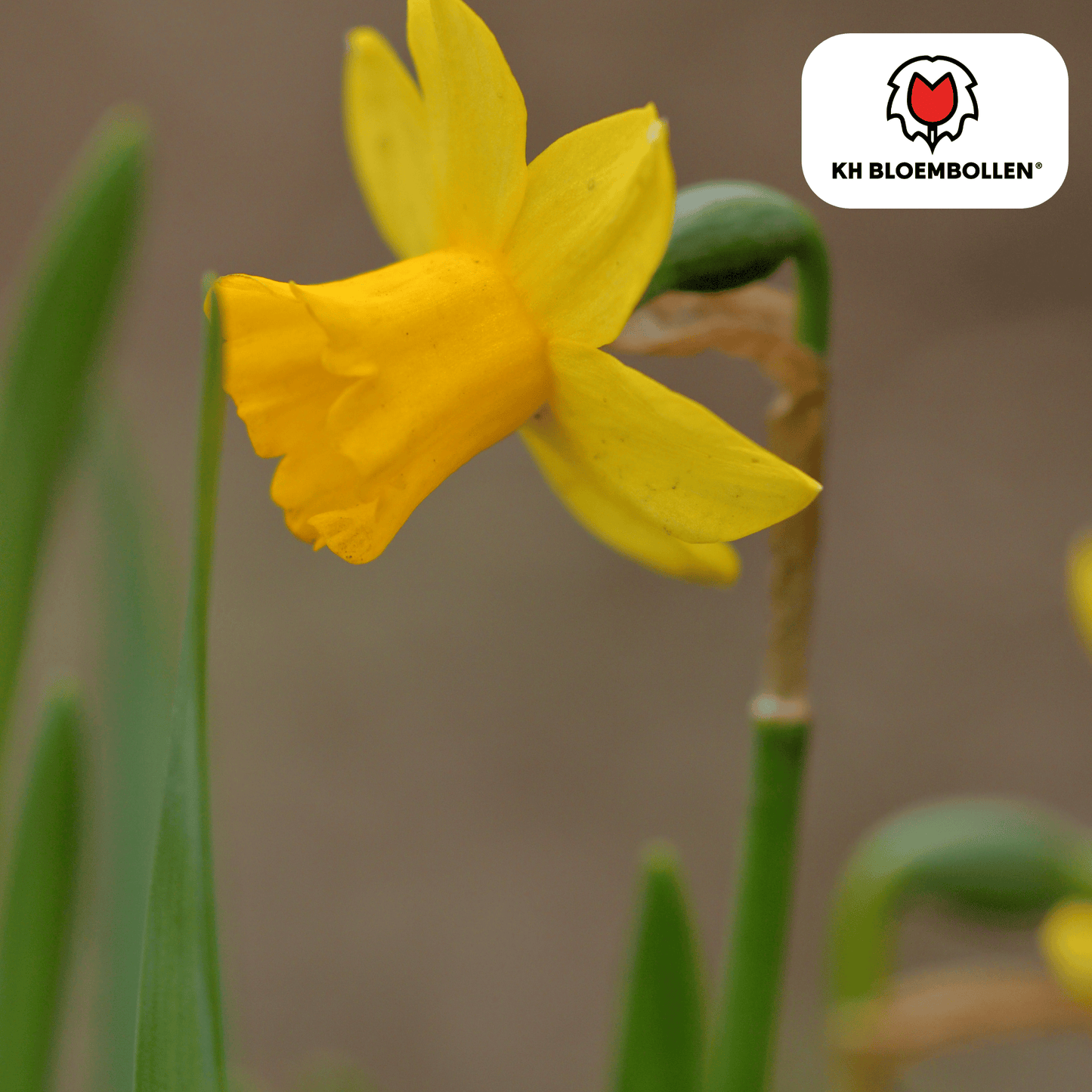 Narzisse 'Tête-à-Tête' – Mini-Narzisse – leuchtend gelbe Frühjahrsblüher – 25 Blumenzwiebeln – ↕15-20cm – ideal für Beet, Balkon & Topf