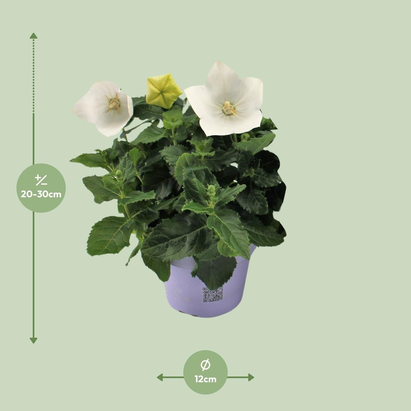 Ballonblume – Platycodon White – Zimmerpflanze – Ø12cm – ↕22cm – Weiße Blüte mit ballonförmiger Knospe – Pflegeleicht & dekorativ – Für Innen- & Außenbereiche